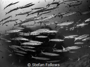 Crosstown Traffic

Chevron Barracuda - Sphyraena qenie
... by Stefan Follows 